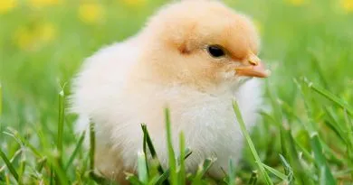 Cute fluffy chick enjoying springtime outdoors, ideal for nature photography.