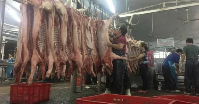 Cập Nhật Giá Heo Hơi Hôm Nay 29/5: Giảm Đồng Loạt