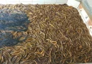 Giải Bài Toán Dư Thừa Hơn 1000 Tấn Lươn Thương Phẩm Cà Mau