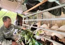 Mô hình nuôi dê Thái Lan lãi 300 triệu/năm tại Lạng Sơn
