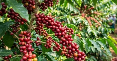 Giá Cà Phê Hôm Nay 8/6: Áp Lực Từ Nguồn Cung Brazil