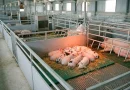 Giá Heo Hơi Hôm Nay 8/6: Đà Giảm Nhẹ Tại Miền Trung, Nam