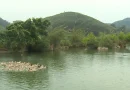 Nghệ An: 27 xã có nguy cơ sáp nhập lần 2 do chưa đạt chuẩn diện tích