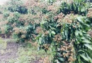Hành trình 10 năm phát triển ấn tượng của Canh Tân Hội quán Đồng Tháp