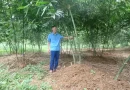 Bí thư Chi bộ Thái Nguyên làm giàu từ mô hình trồng tre lục trúc 3ha