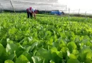 Hành trình đưa cải bẹ xanh “không xương” Bình Chánh trở thành đặc sản OCOP