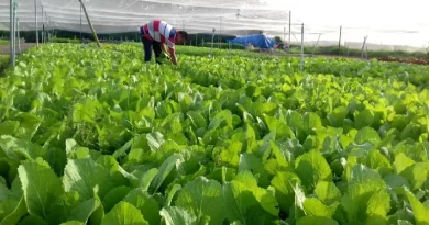 Hành trình đưa cải bẹ xanh “không xương” Bình Chánh trở thành đặc sản OCOP