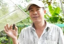 Mô hình nuôi cà cuống thu trăm triệu mỗi năm tại Cần Thơ