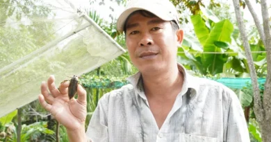Mô hình nuôi cà cuống thu trăm triệu mỗi năm tại Cần Thơ