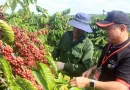 Nông nghiệp tái sinh: “Chìa khóa” giúp cà phê Việt nâng tầm giá trị xuất khẩu