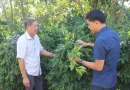 Sơn La: Nông dân xã Chiềng Mung làm giàu nhờ chuyển đổi cây trồng trên đất dốc