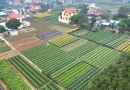 Ninh Bình đẩy mạnh chuyển đổi số và phát triển nông thôn sau sáp nhập